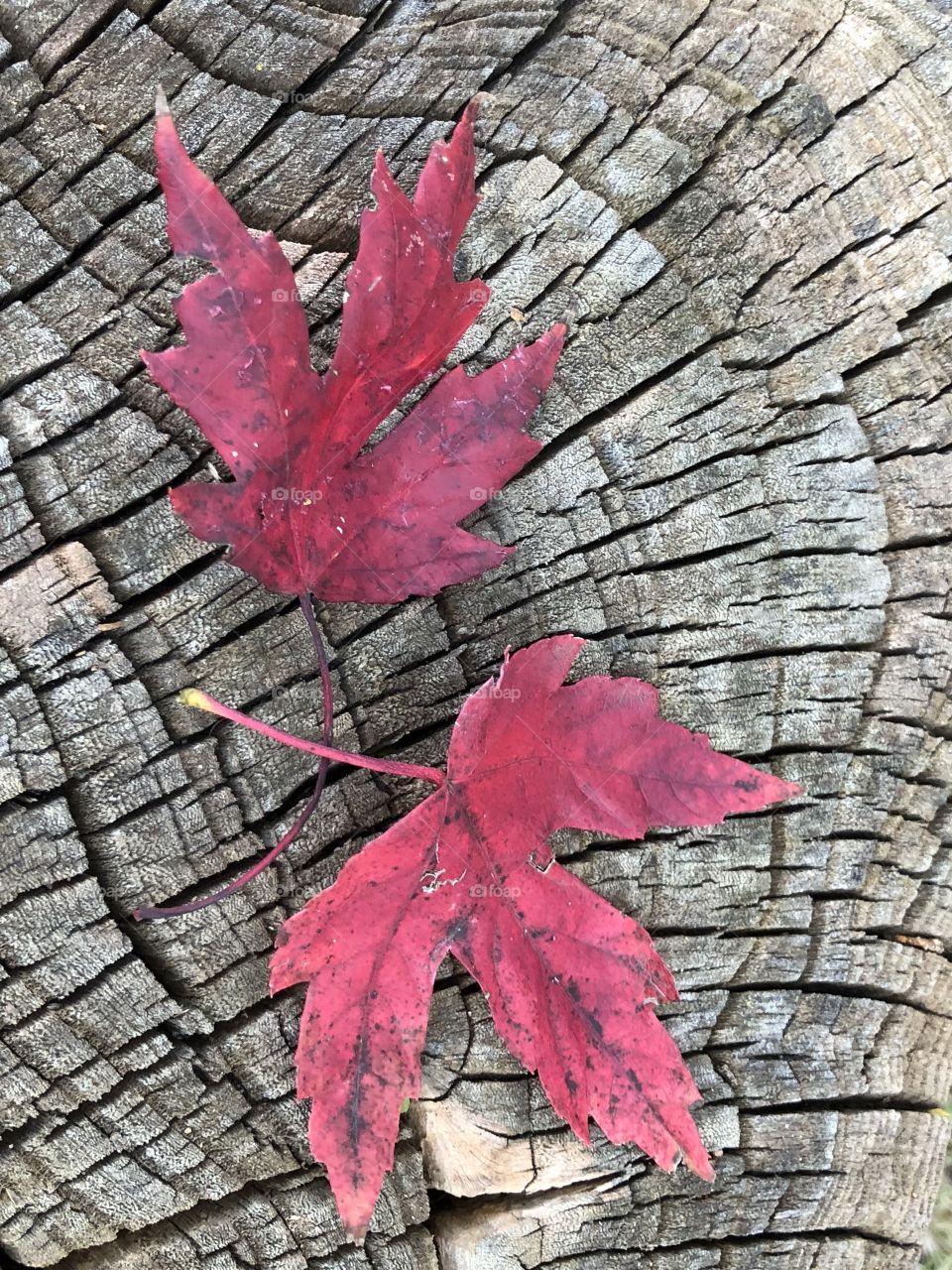 Pretty leaves on old wooden tree stump