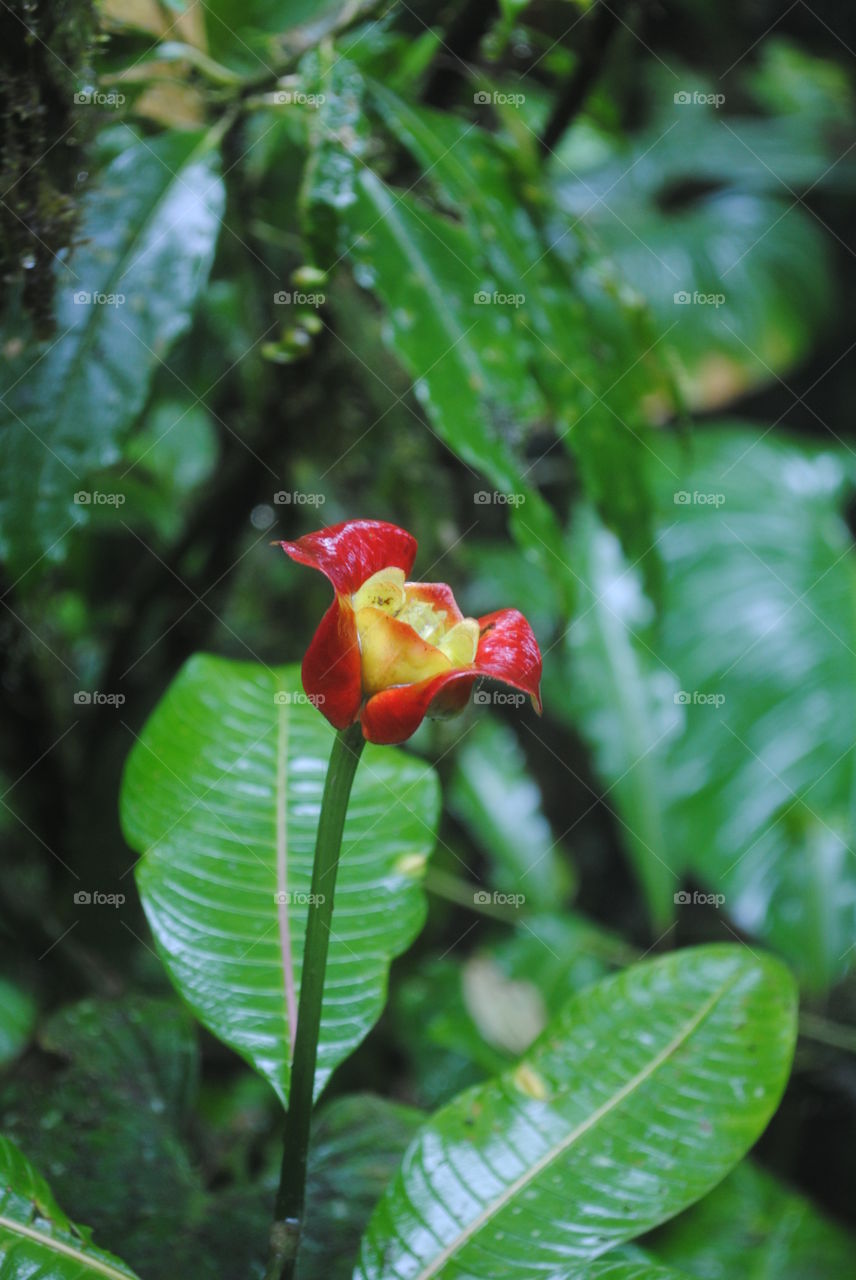 Red flower in the forest
