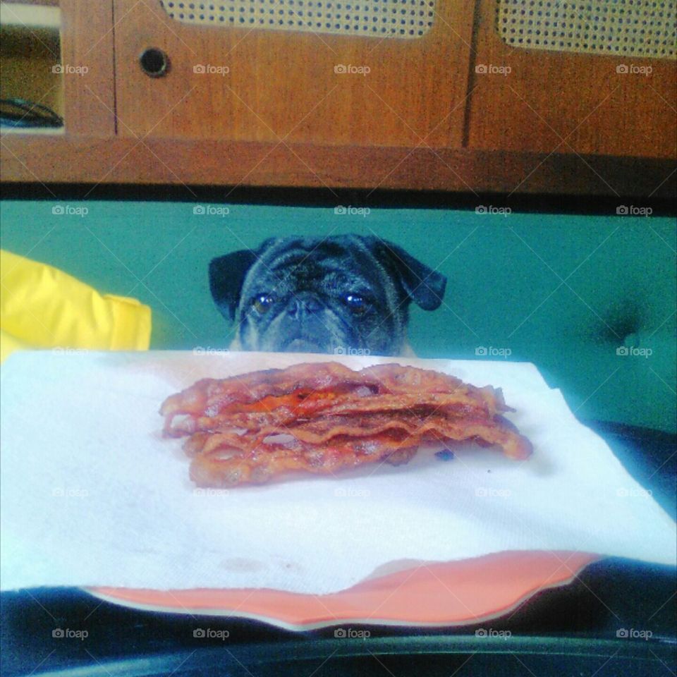 pug bacon