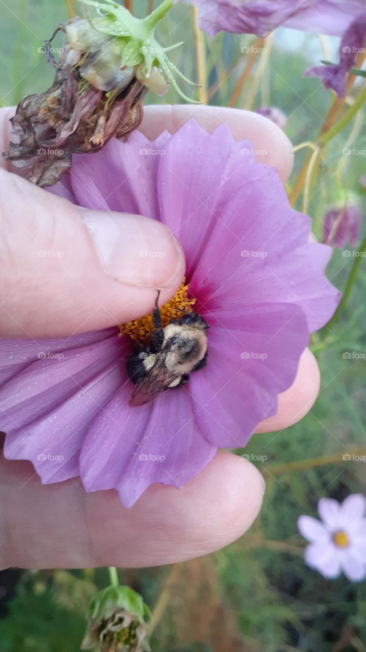 Friendly Bumblebee