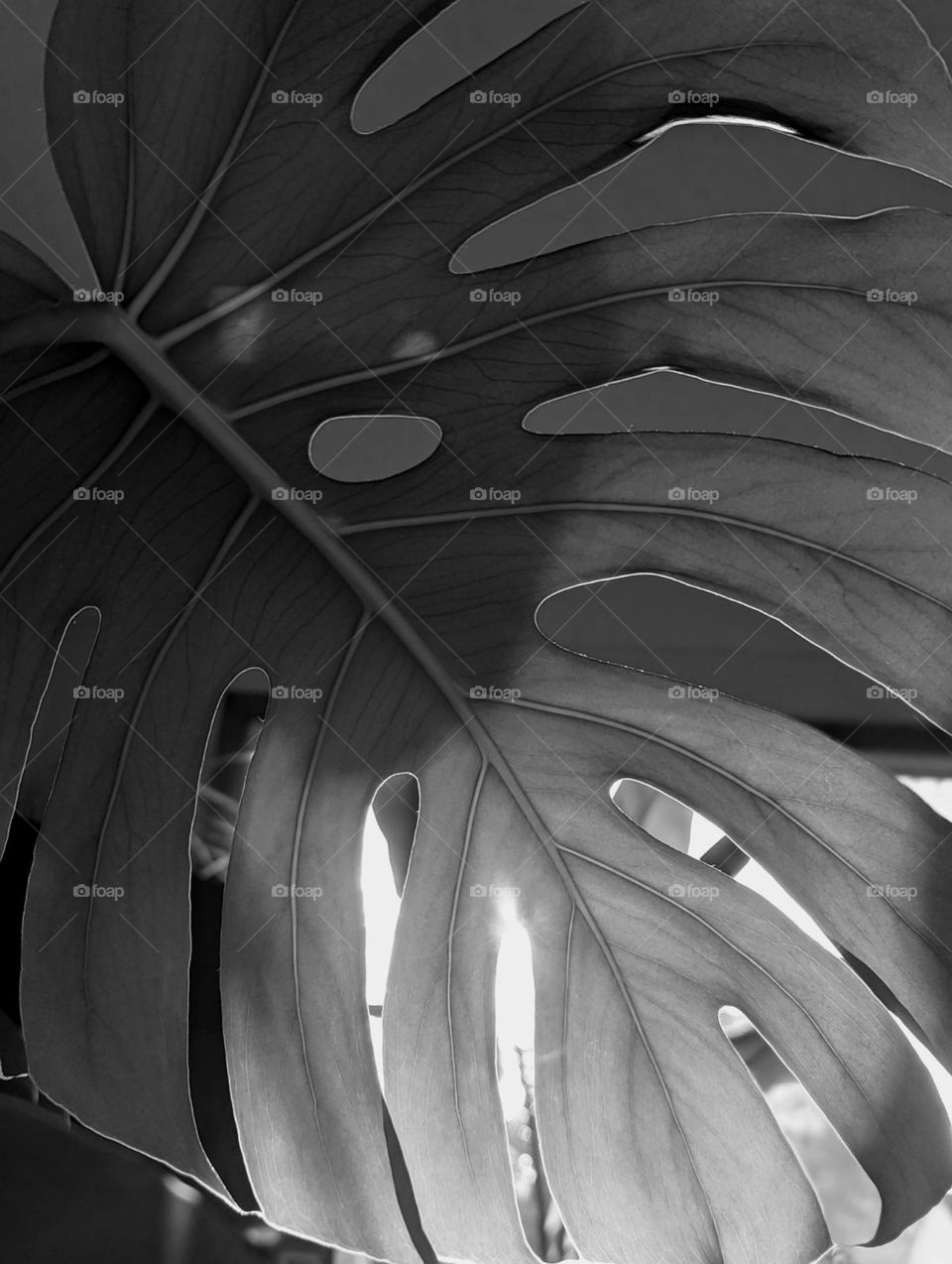 black and white giant monstera deliciosa leaf, moody plants, veins on a plant leaf, fine lines of a monstera leaf