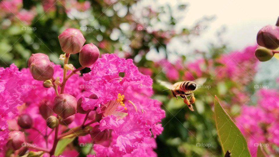 Bee Flying to a Crepe Myrtle Barbie World Flower