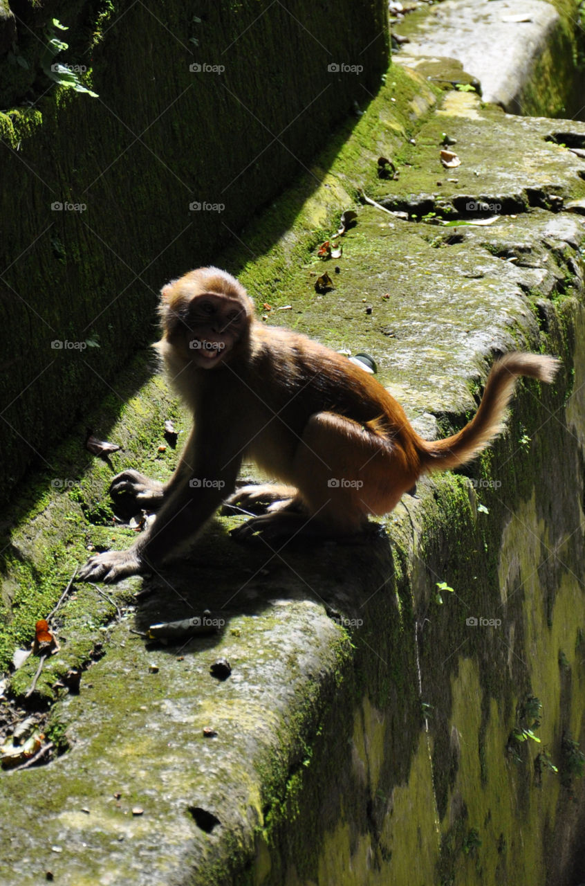 Monkey, Primate, Mammal, Ape, Wildlife