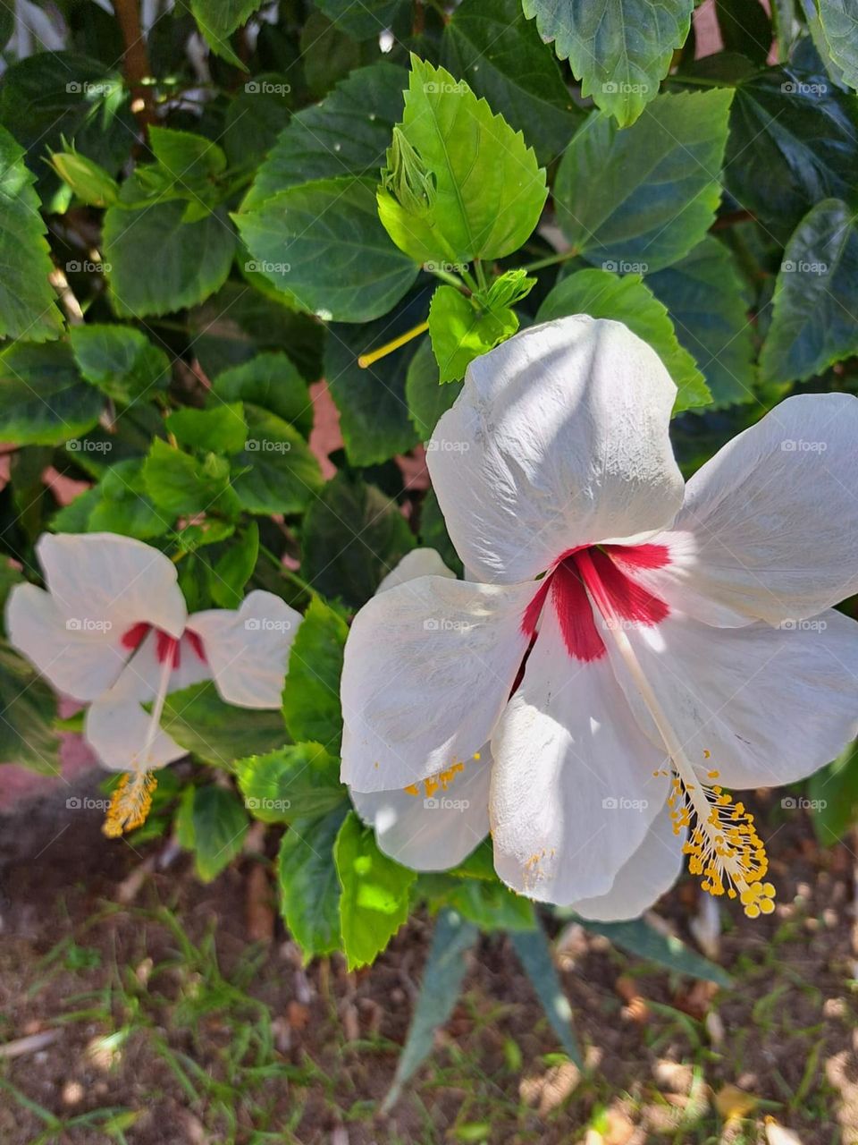 white red hibiscus