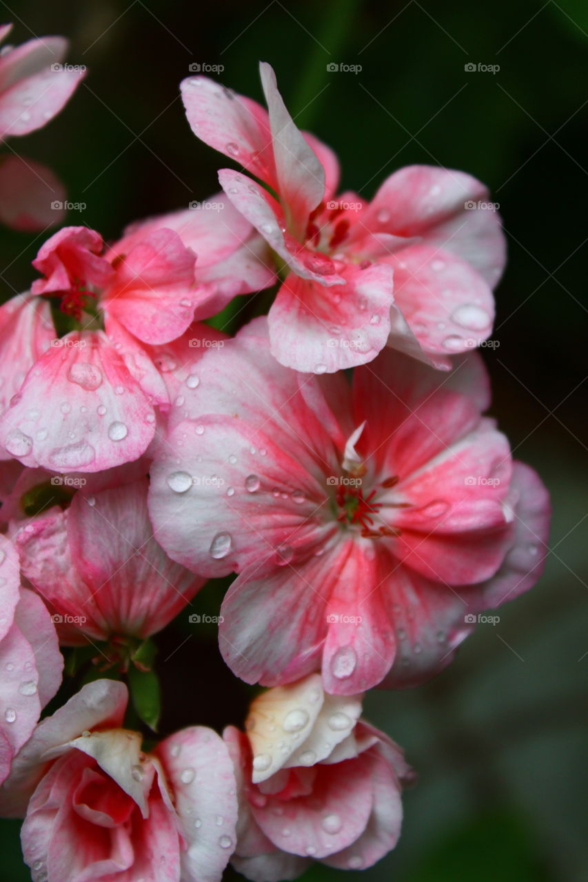 Geranium pink flowers