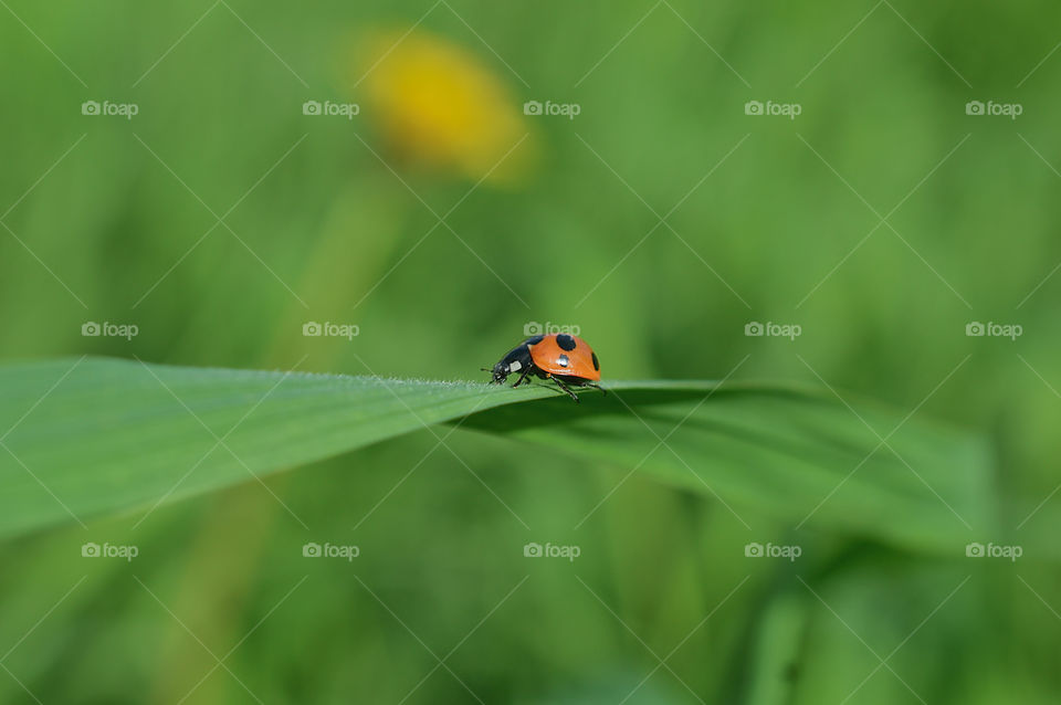 Summer, a sunny day, the grass is green, the Ladybug is running, bask in the sun, and take shelter in the grass, in the coolness of the shady grass.