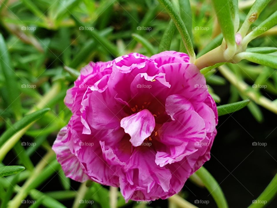  Portulaca Grandiflora or Moss-rose