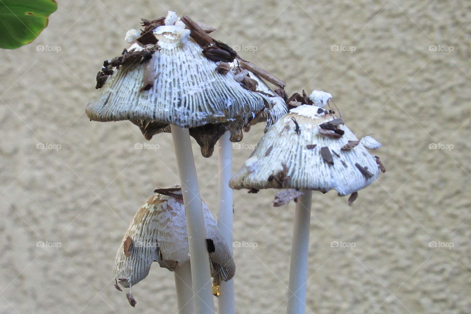 Mushrooms up close