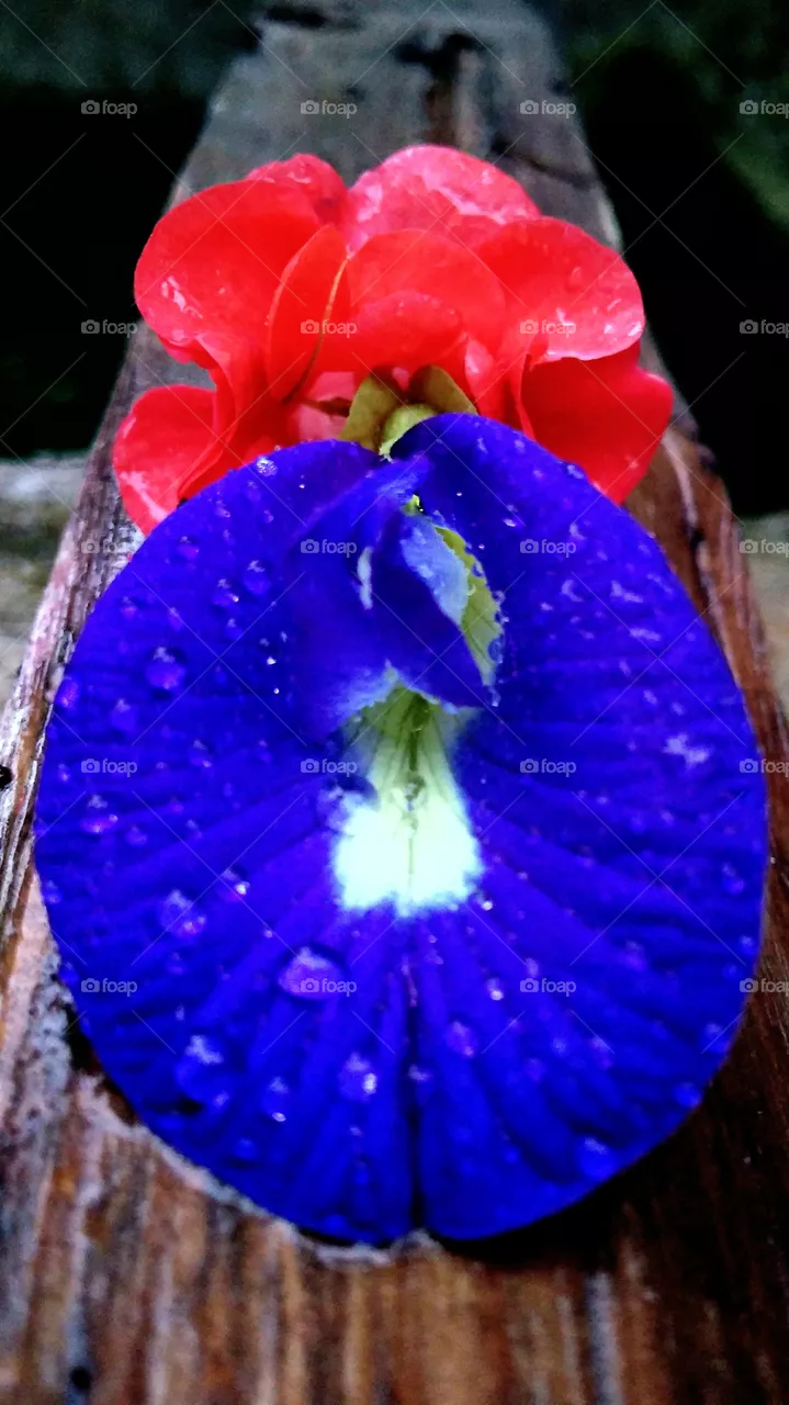blue x red