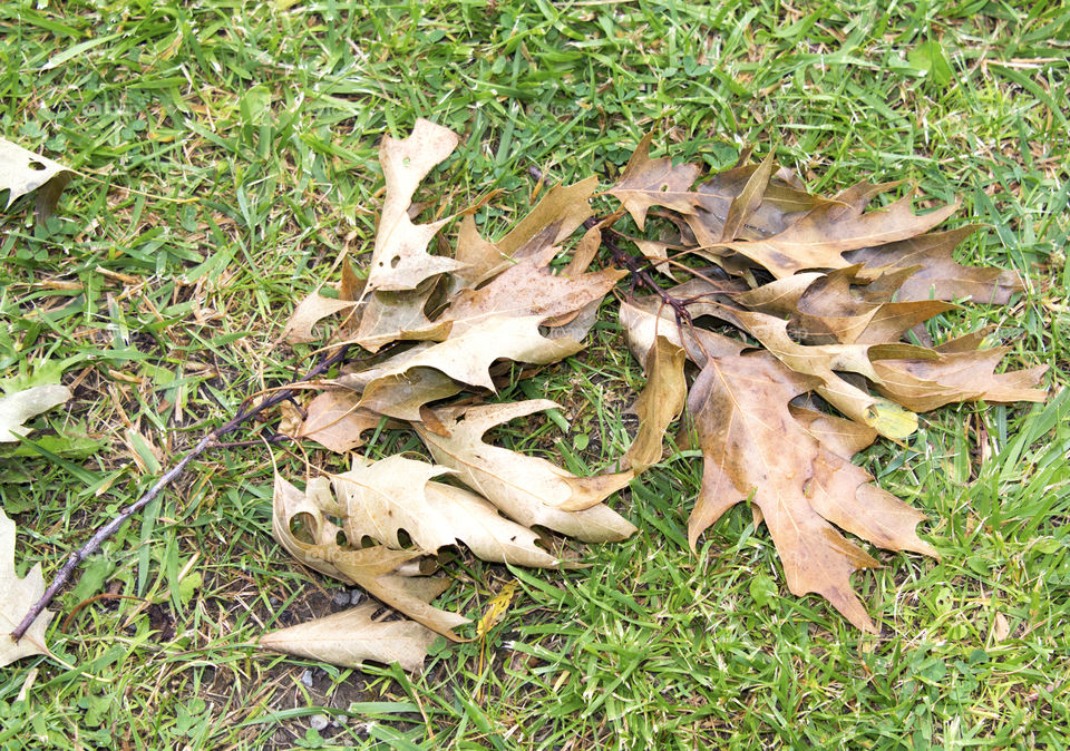 Leaves on the ground caused by cicadas laying their eggs in the branches of the tree 