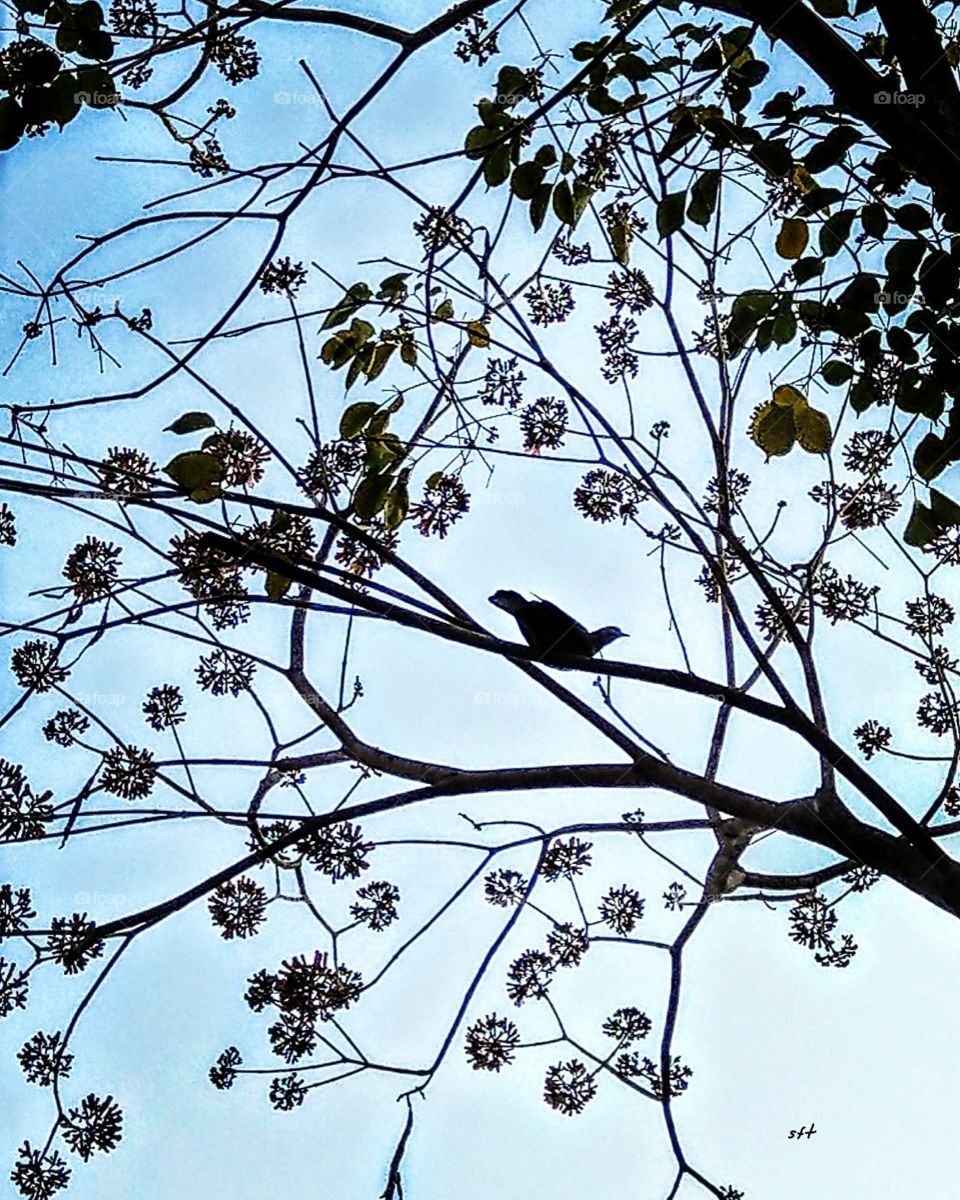 A simple natural composition of  blue sky, flower, bird and branches. it's beautiful.