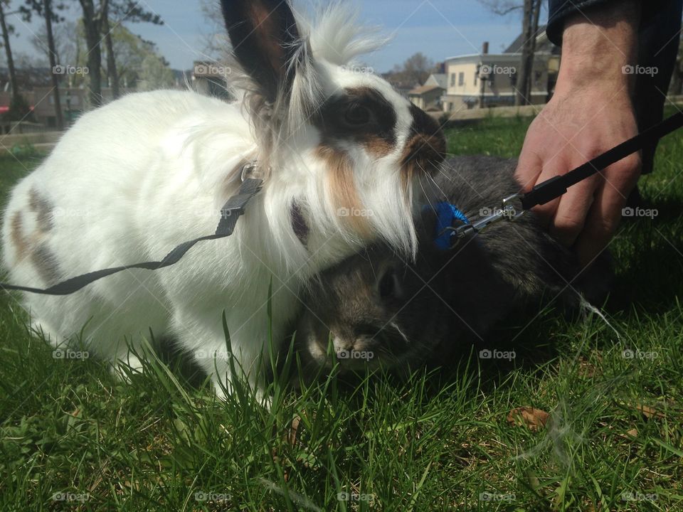 Lion head mix and jersey Woolley 