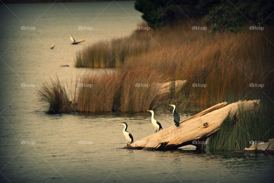 Shags by the lake