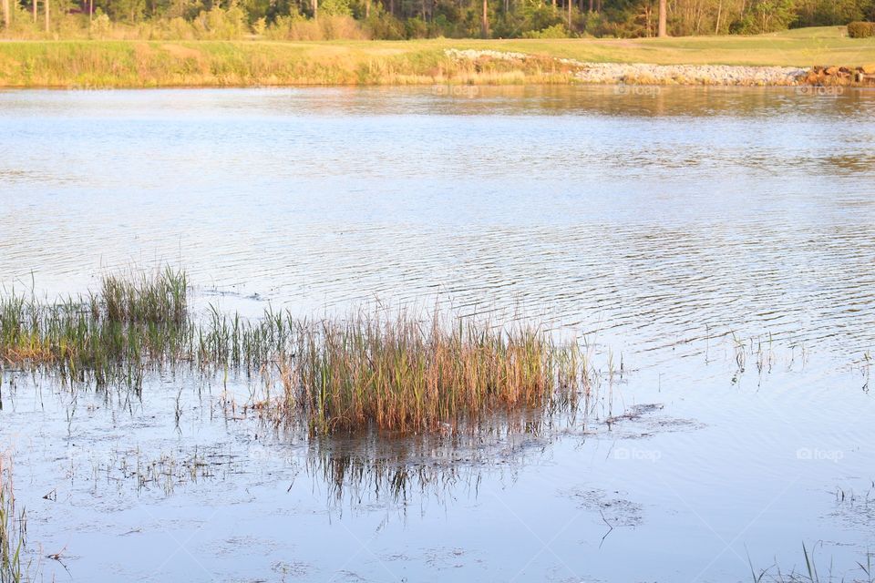 Waterfront reeds