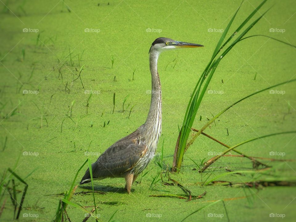 Heron Boucherville Québec