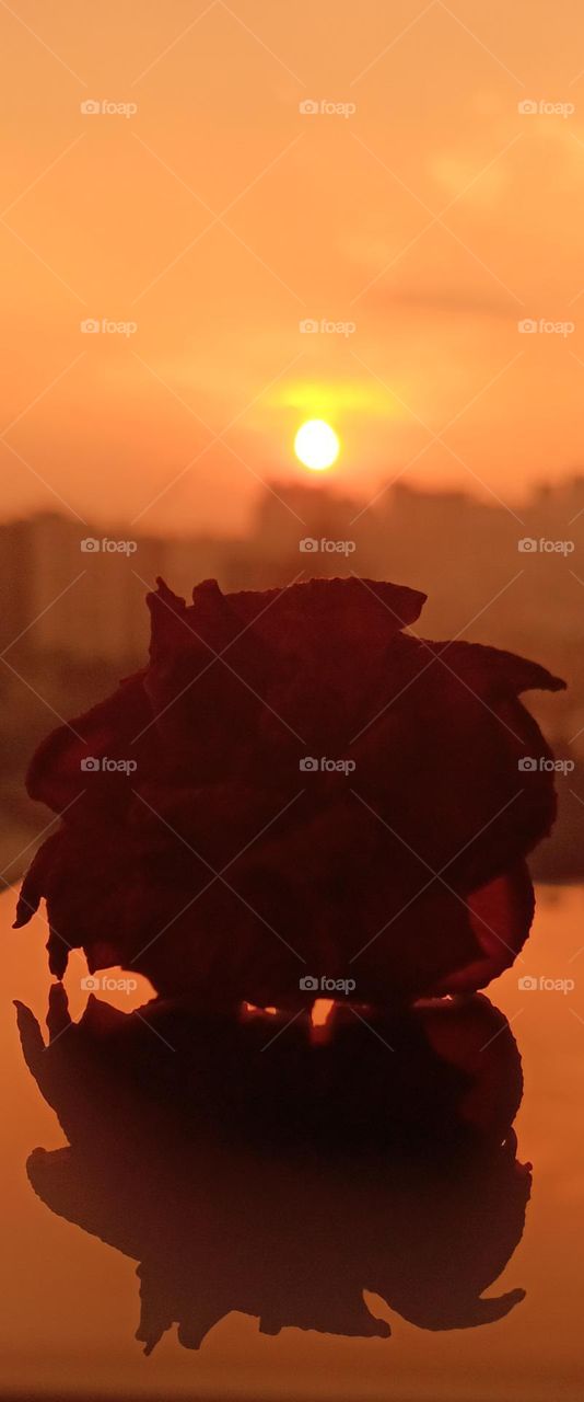 a beautiful sunset with rose 🌹 ✨️
