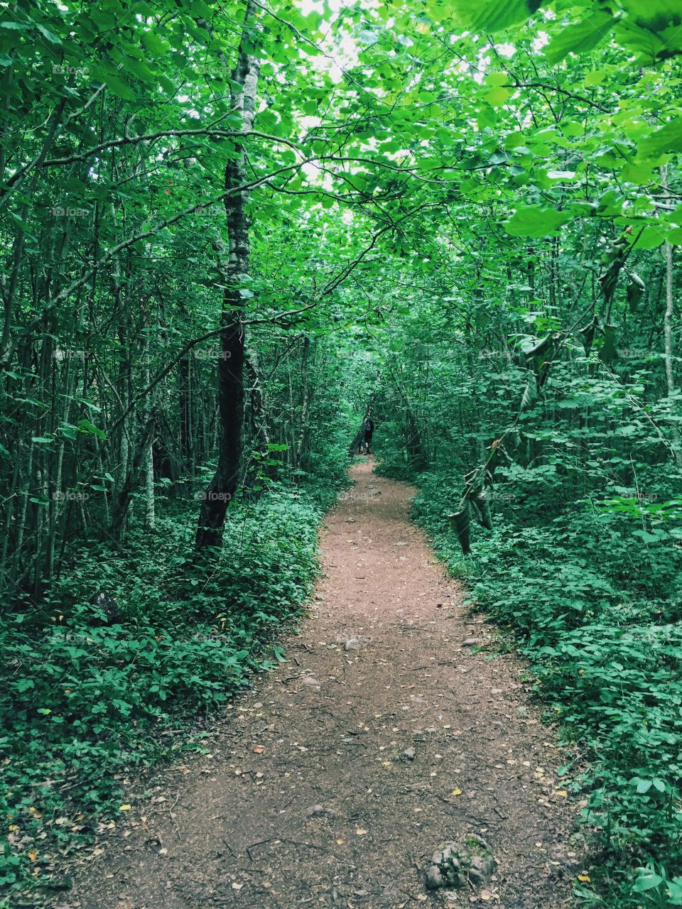 Beautiful green forest and path