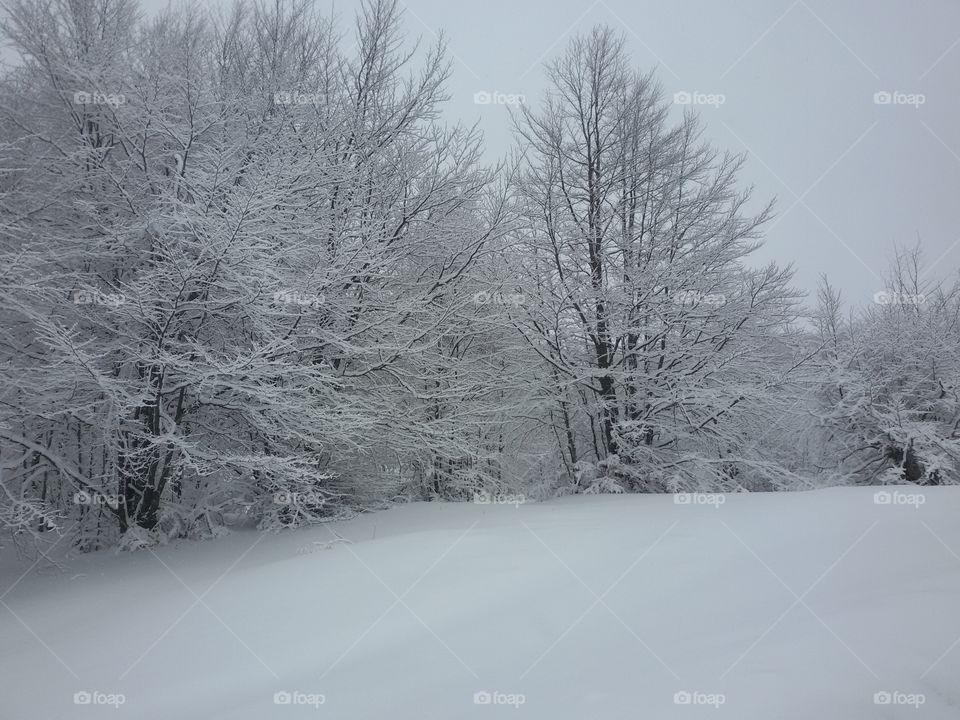 Winter landscape with snow