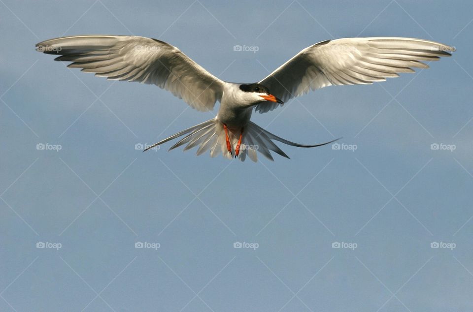 Tern striking a pose
