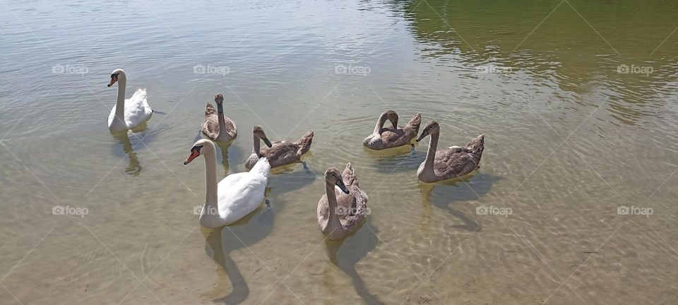 birds swans family urban nature