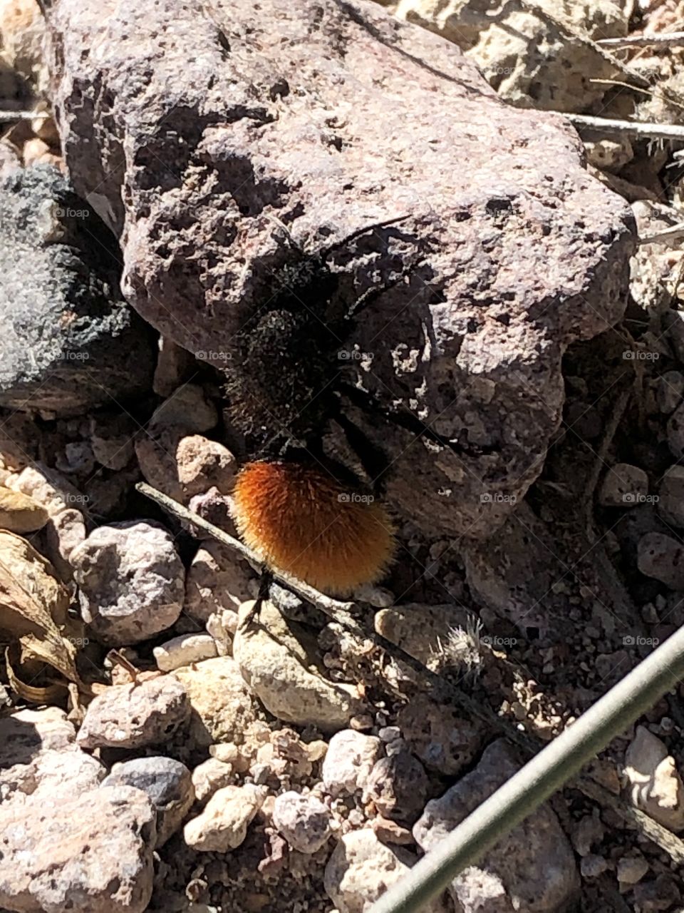 Velvet Ant