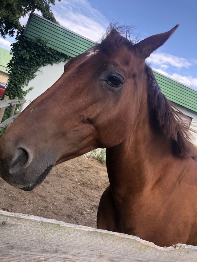 Horse