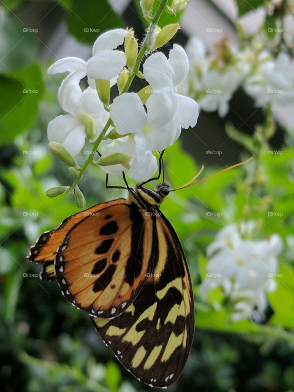 stunning monarch butterfly