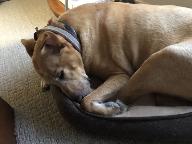 Does this bed make me look fat?