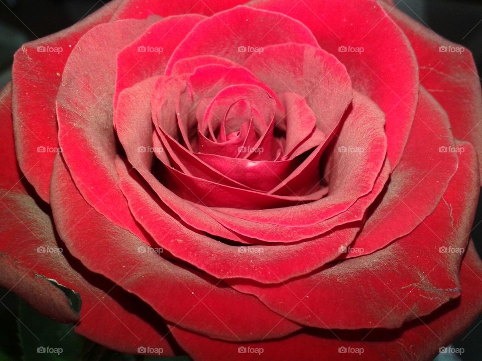 Close-up of a red rose