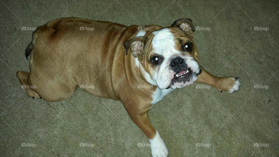 Bulldog lying on floor