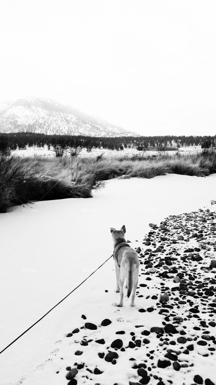 Stella in a winter wonderland