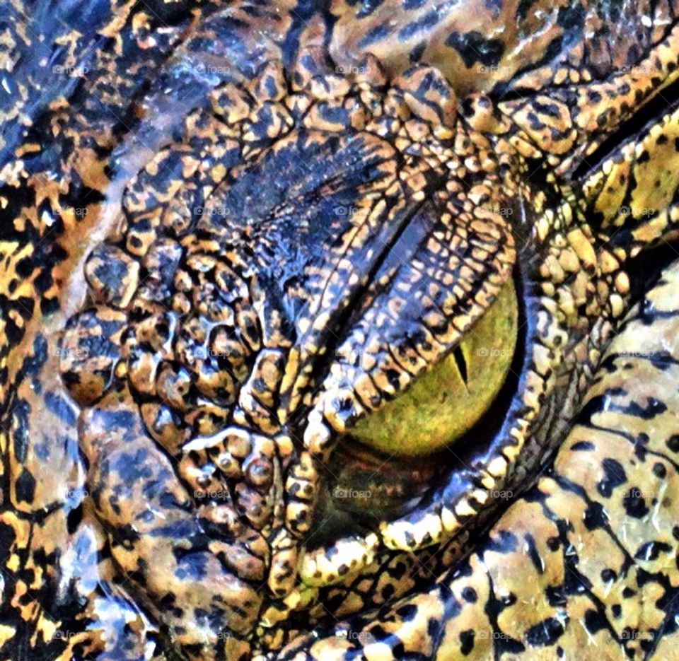 Close-up of crocodile