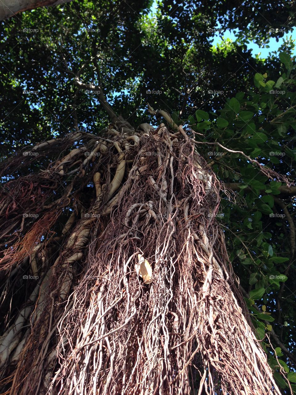 Huge tree bark