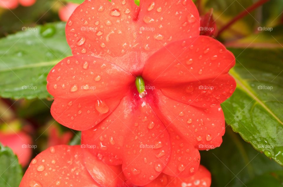Raindrops on Orange Flower