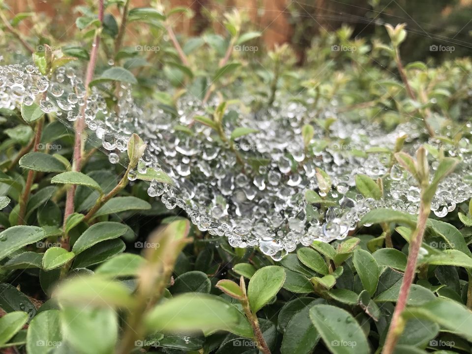 Dew drops on a spider web 