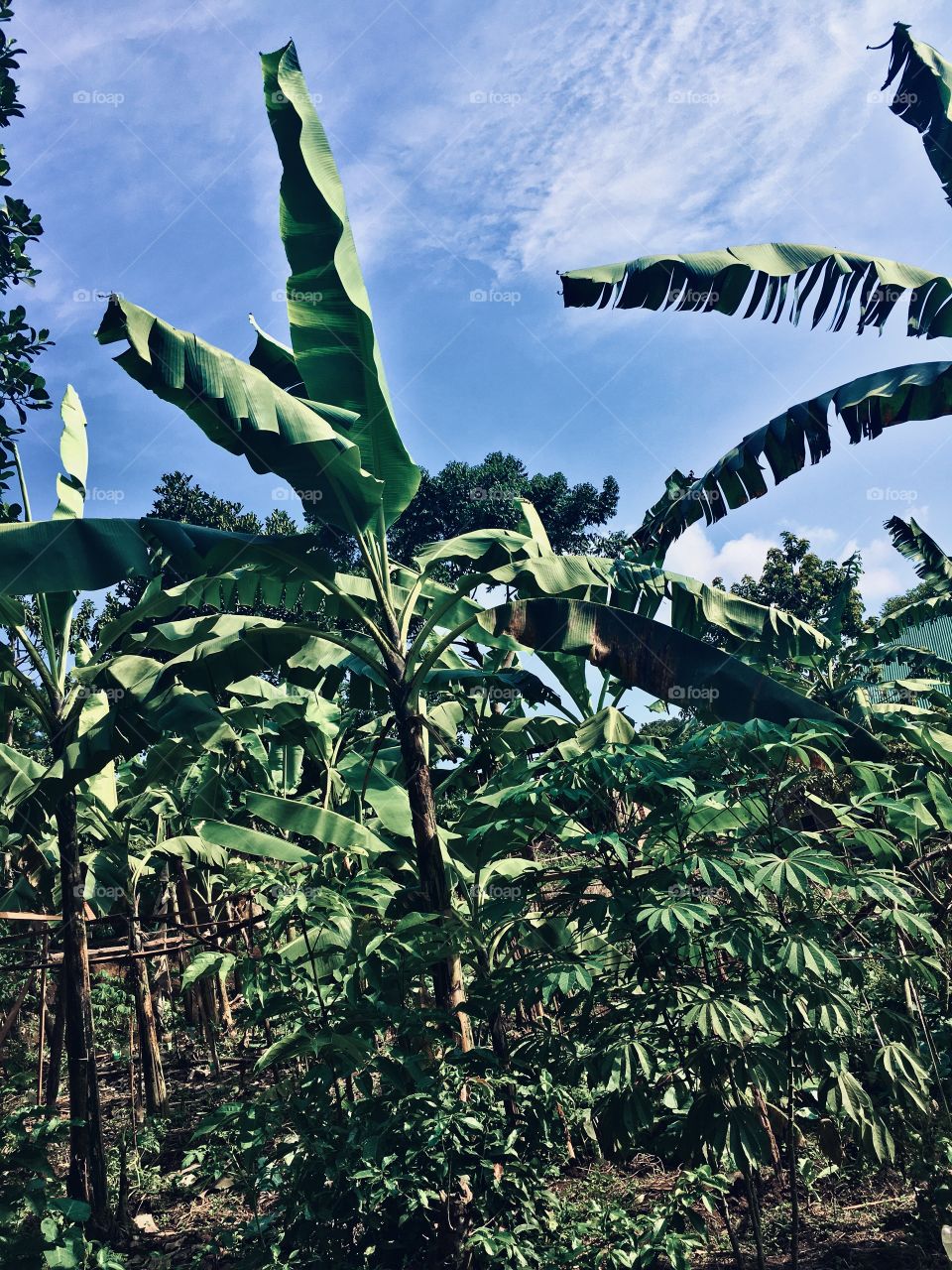Banana plantation 