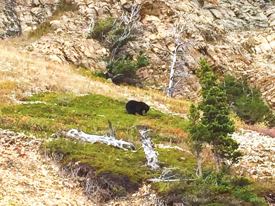 Grizzly bear on the mountains in glacier national park