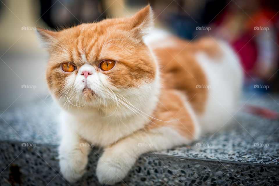 Little kitty found in the streets of Tainan, Taiwan. Lots of people were passing by and caressing him ! Incredible how a cat can sometimes be so socially outgoing !