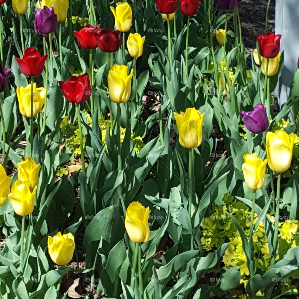 Spring blooms Pittsburgh Pa