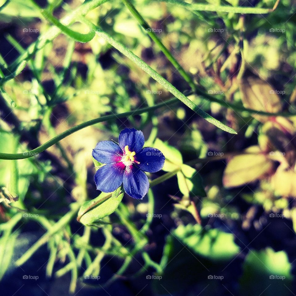 nature flower