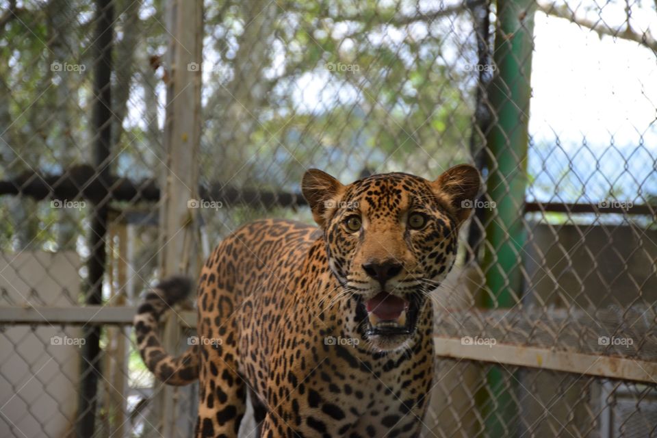 Rescue jaguar posing and smiling 