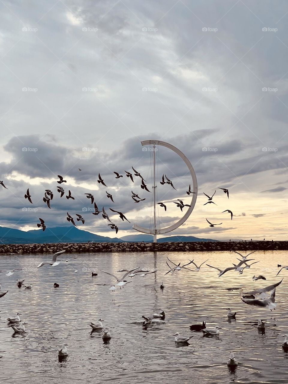 Lake seagulls and other birds flying over Leman lake in Lausanne, Ouchy, Switzerland 