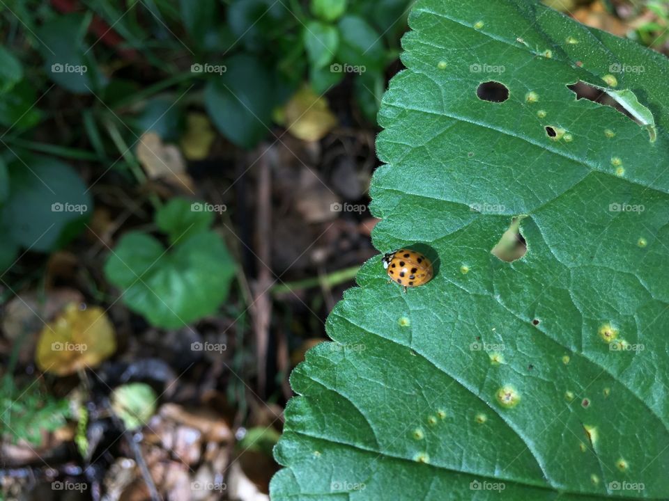 Lady bug, garden's best friend