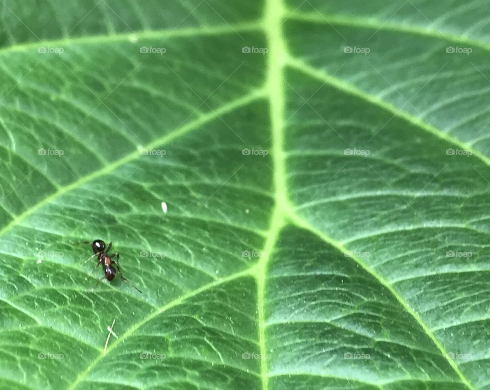 Ant on hydrangea leaf. 