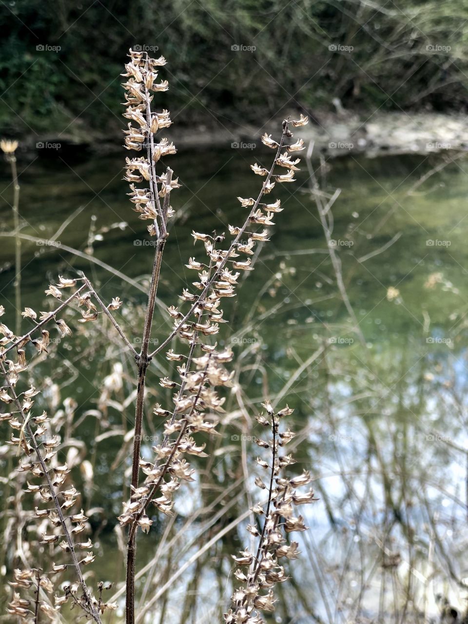 Dried bloom on river bank 
