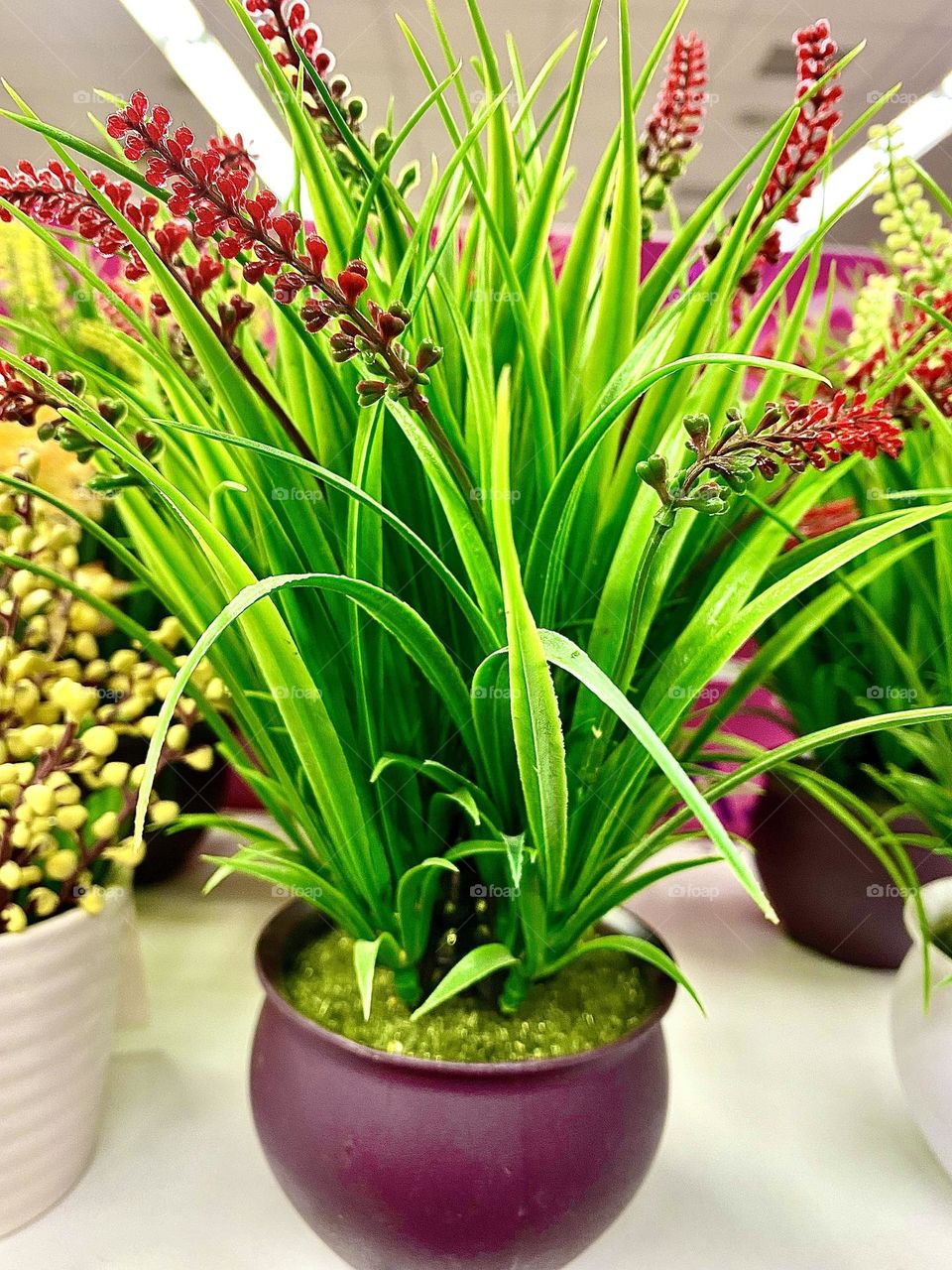 #home flower #pot.
#leaves #flowers
#greens #