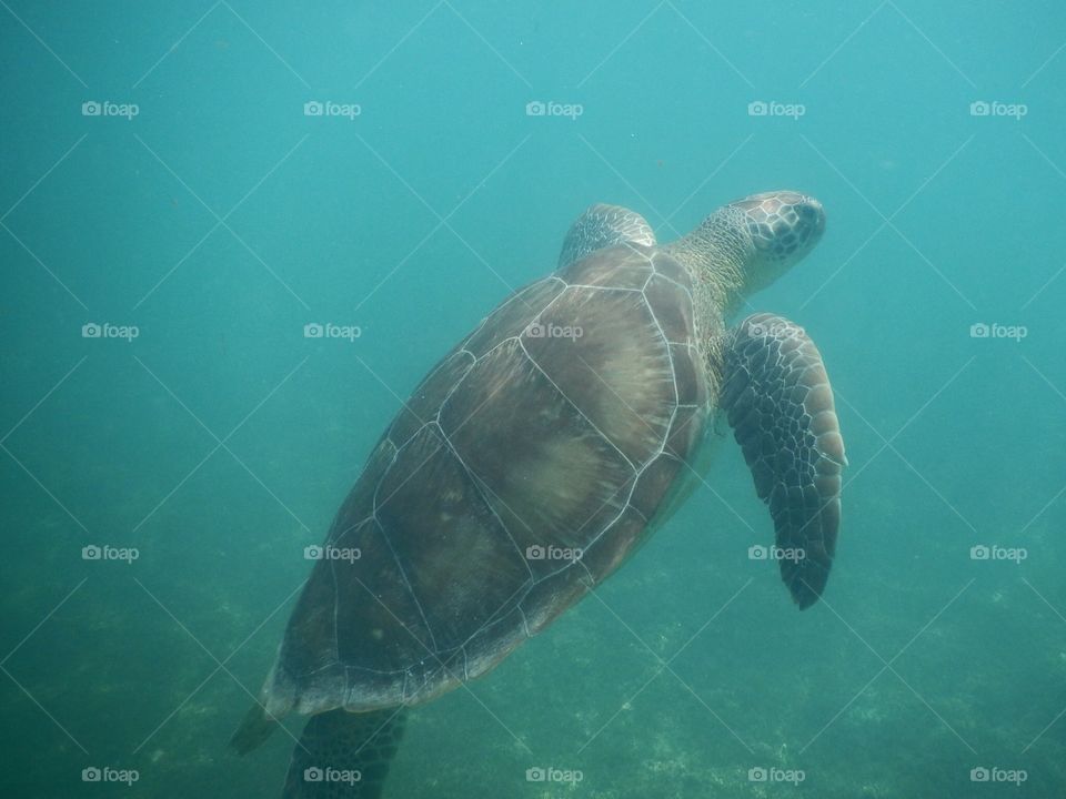 Sea turtle in ocean at Yucatán Peninsula, Mexico