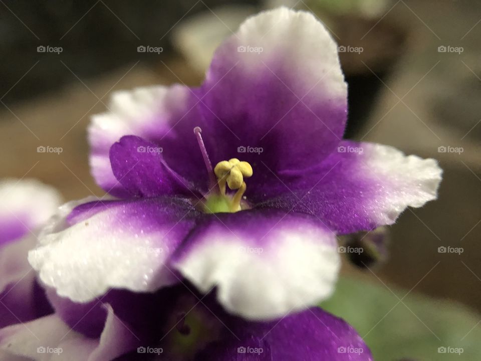 A beautiful violet... no matter that it is already Autumn/Fall, the violet decided to bloom and be happy. Lovely flowers, captured in details in a macro shot.