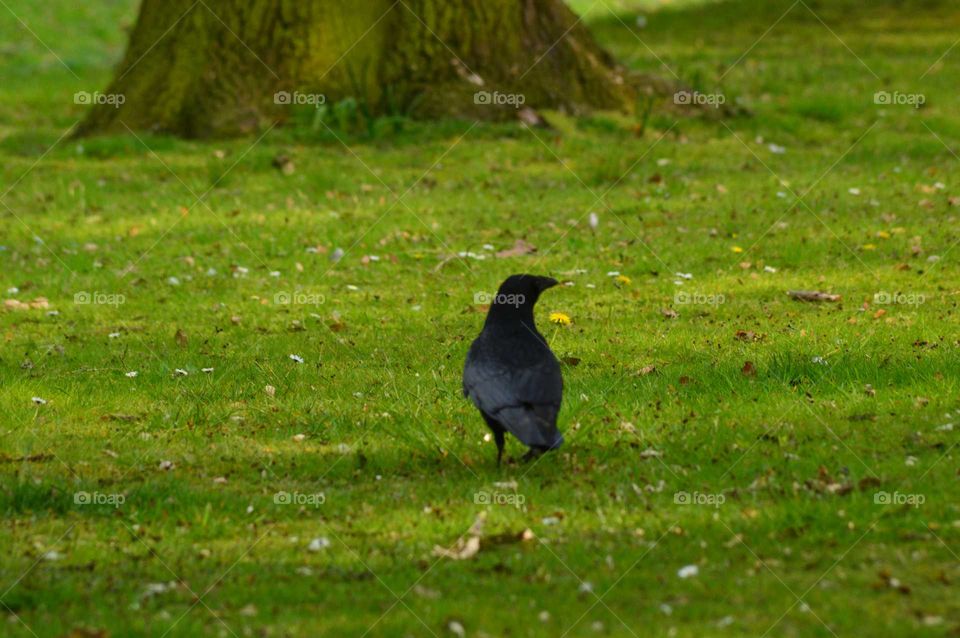 black crow walking on the grass