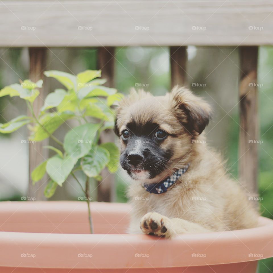 An 8 week old Shepherd/Yorkie mix puppy chillin' in a large planting pot next to a Virginia Dogwood tree sapling.